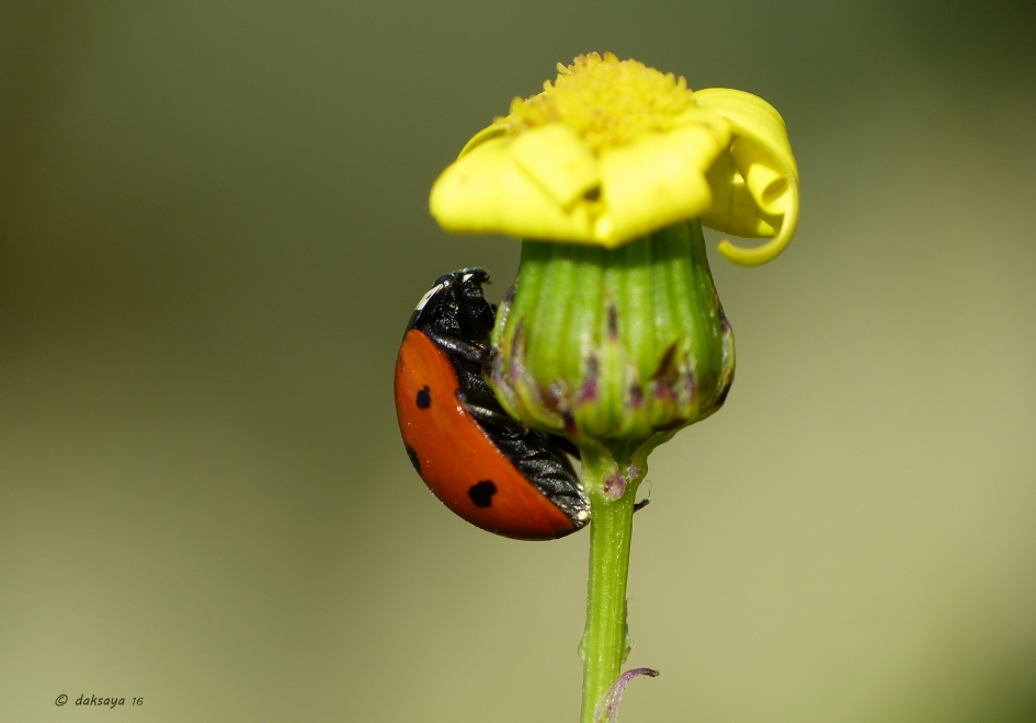 Pan-Afrikaans - Geleedpotigen - 