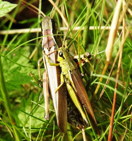 Parende moerassprinkhanen