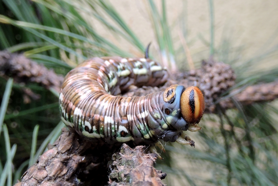 Perfecte schutkleur - Geleedpotigen - Dennenpijlstaart