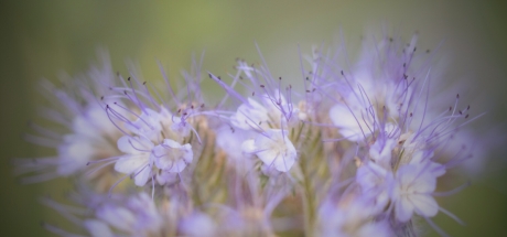 Phacelia