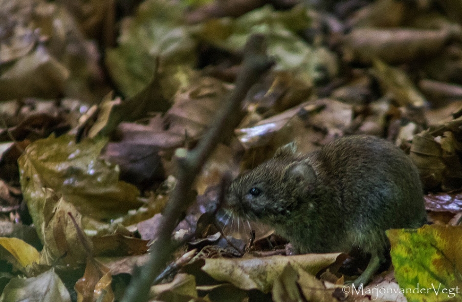 Piep - Zoogdieren - muisje
