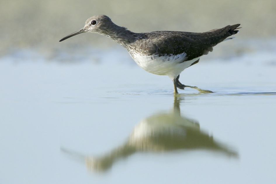 Poolse Snip - Vogels - Witgat