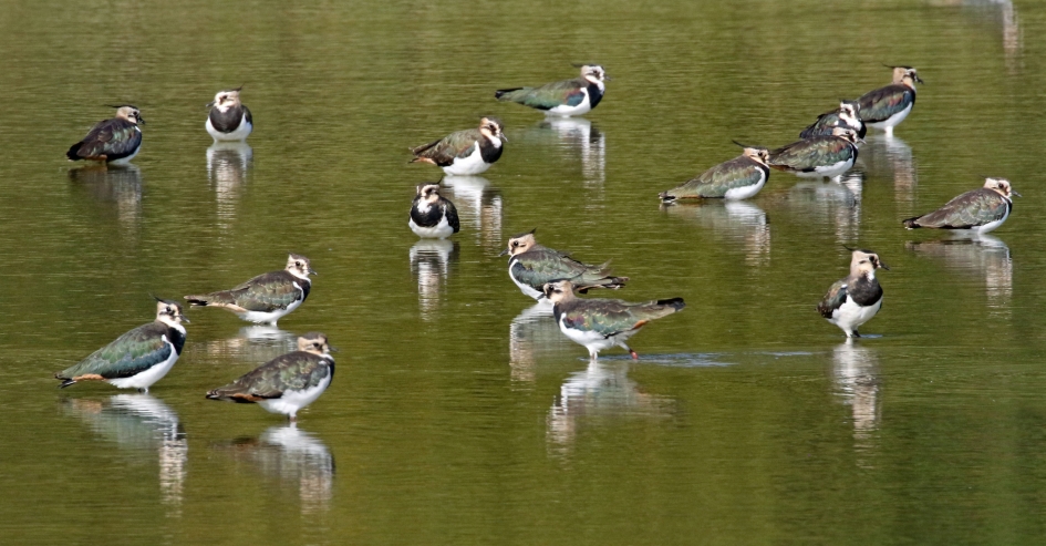 Pootje baden - Vogels - 