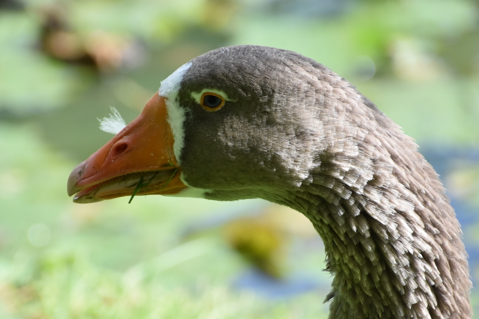 Portretje - Vogels - 
