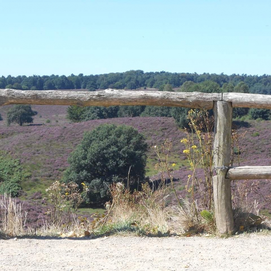Posbank met bloeiende heide - Weer en landschap - Heide