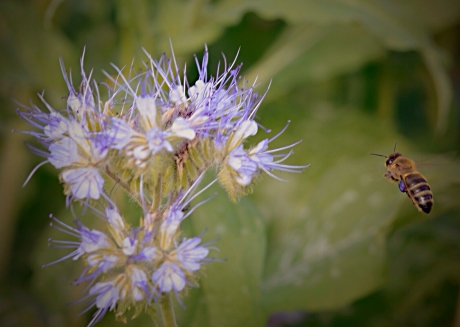 Phacelia, of ook wel Bijenbrood of Bijenvoer  genoemd