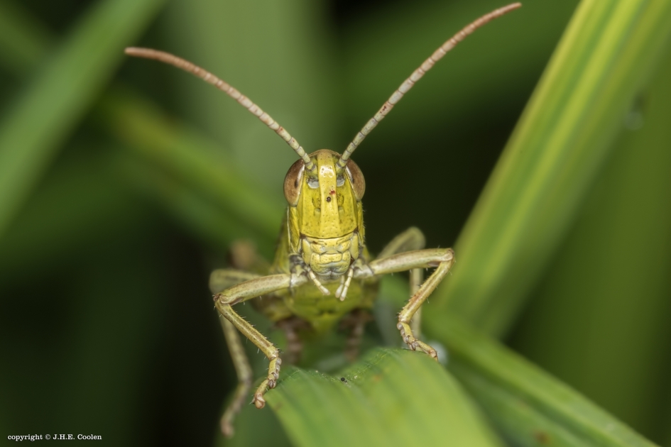 Prettig weekend - Geleedpotigen - Krasser
