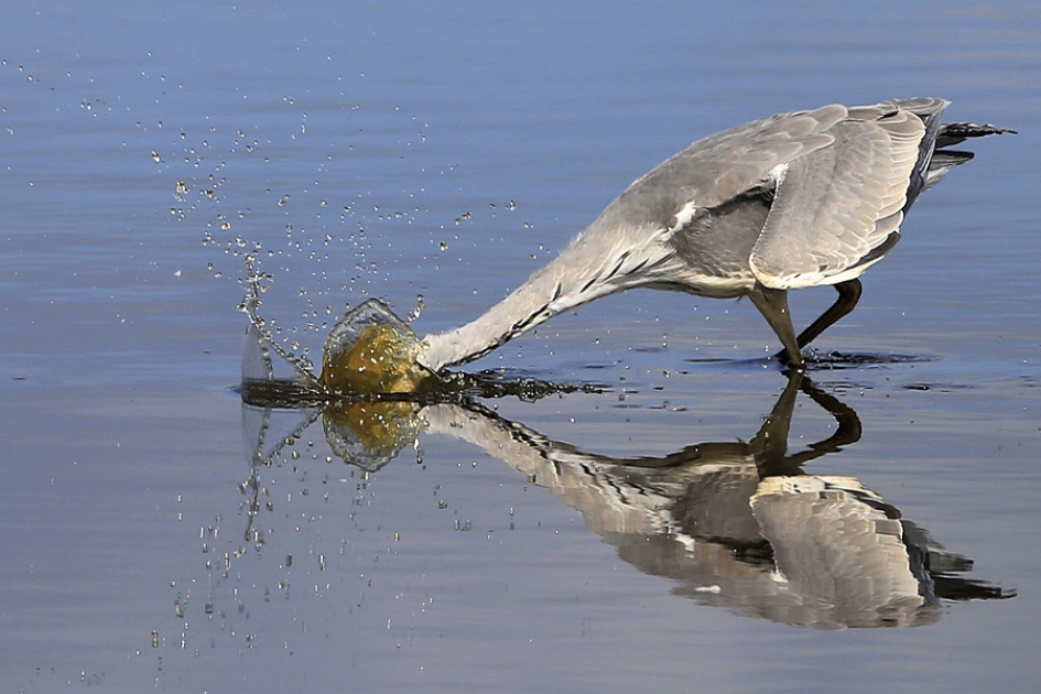 Raak ? - Vogels - Blauwe Reiger
