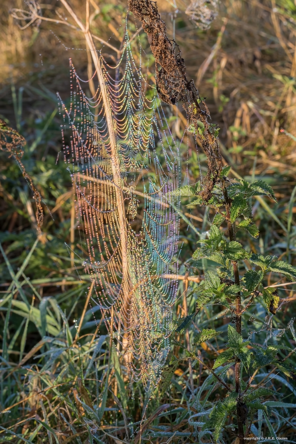 Regenboogweb - Geleedpotigen - 