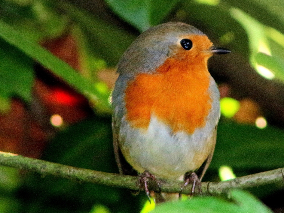 ROODBORSTIG - Vogels - Roodborst