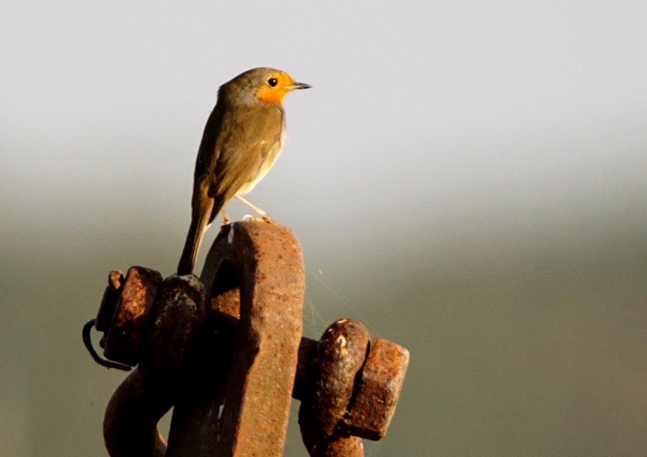 Roodborstje - Vogels - Roodbordtje