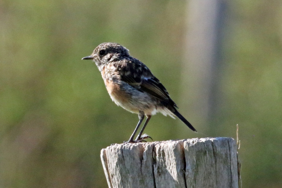 Roodborsttapuit - Vogels - 