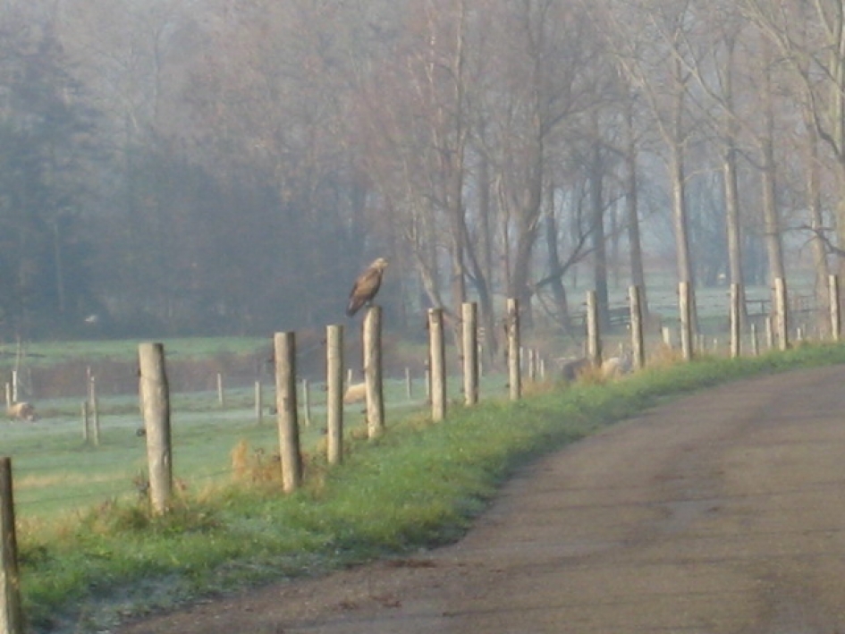 roofvogel op paaltje - Vogels - 