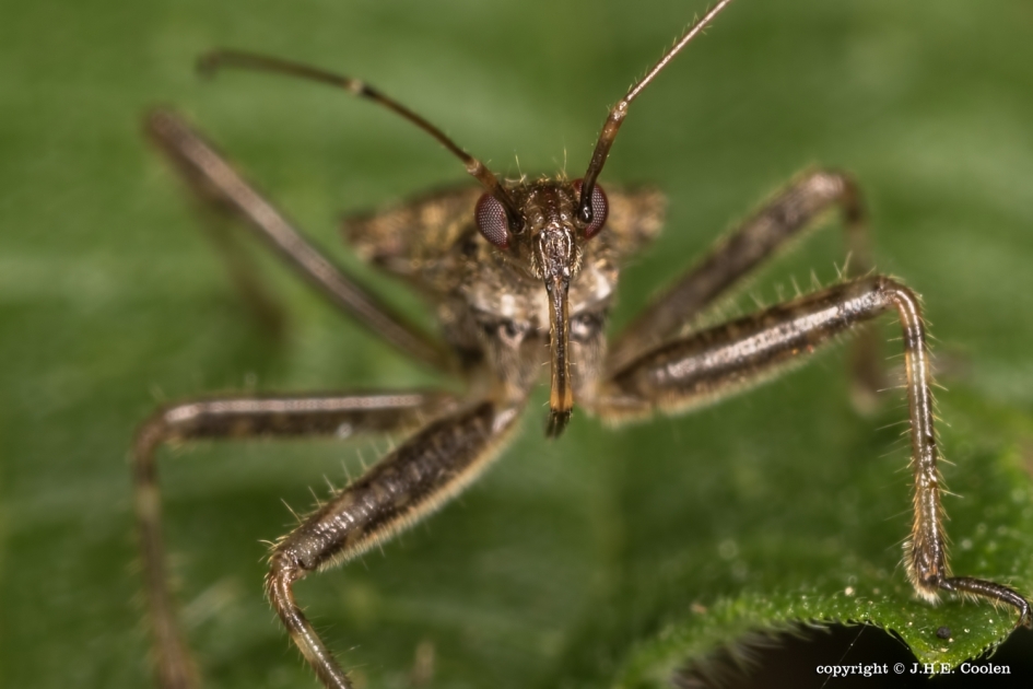 Rover - Geleedpotigen - Sikkelwants