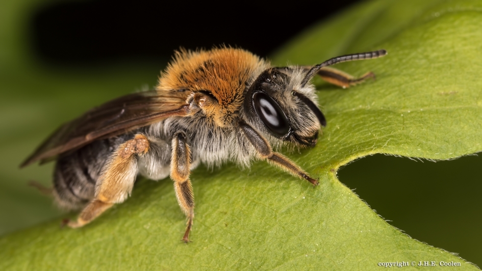 Rozenzandbij - Geleedpotigen - gewone rozenzandbij