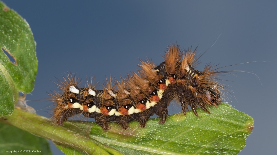 Rups van.... - Geleedpotigen - Zuringspanner
