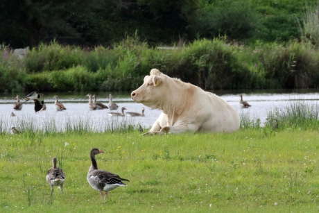 Hé, een walrus aan de LInge...