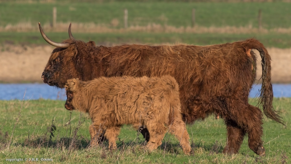 Samen - Zoogdieren - Schotse hooglander