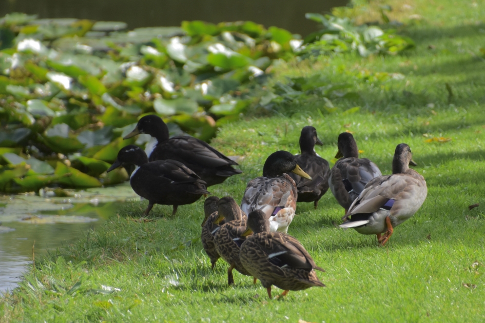 Samen naar het water - Vogels - 
