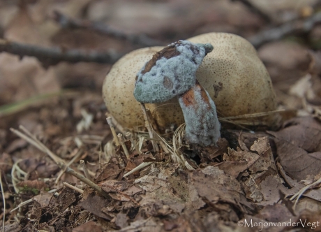 Schimmel tackelt schimmel