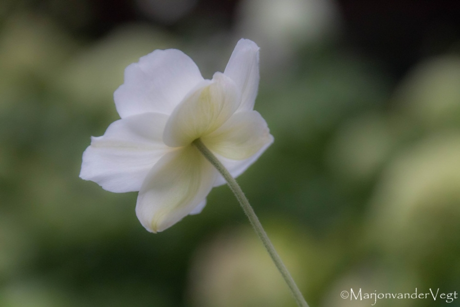 Schoonheid - Planten - bloem