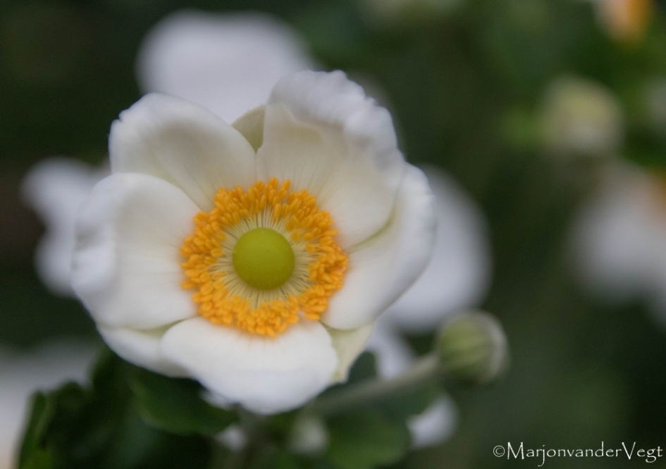 Schoonheid - Planten - bloem