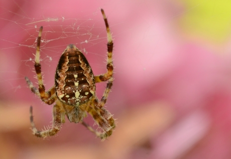 September , spinnentijd