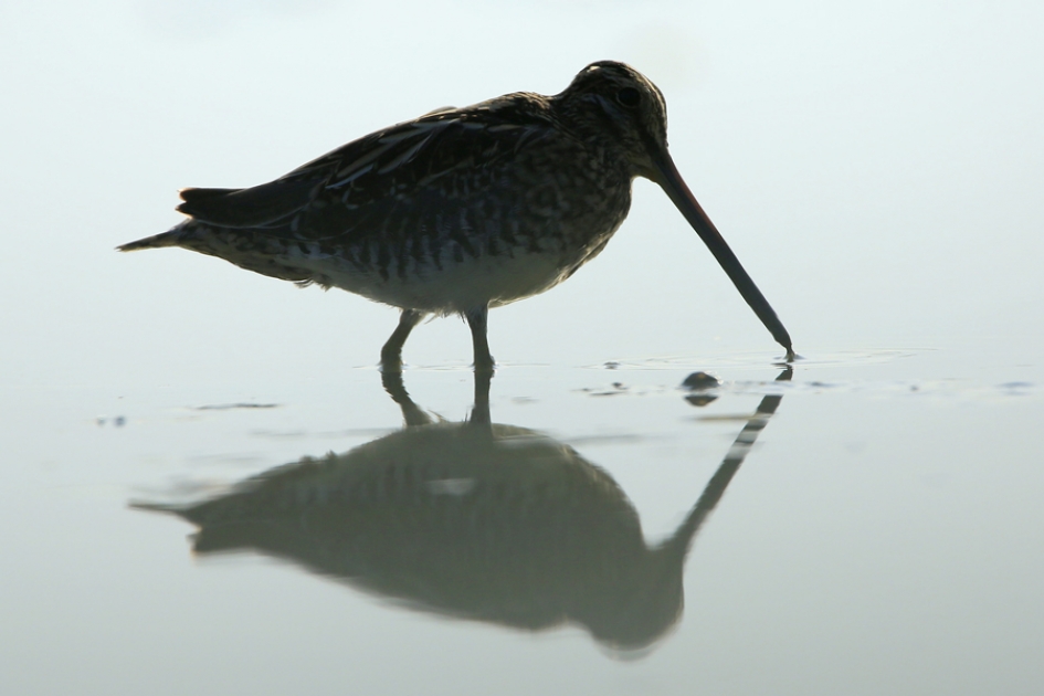 Silhouet ? - Vogels - Watersnip
