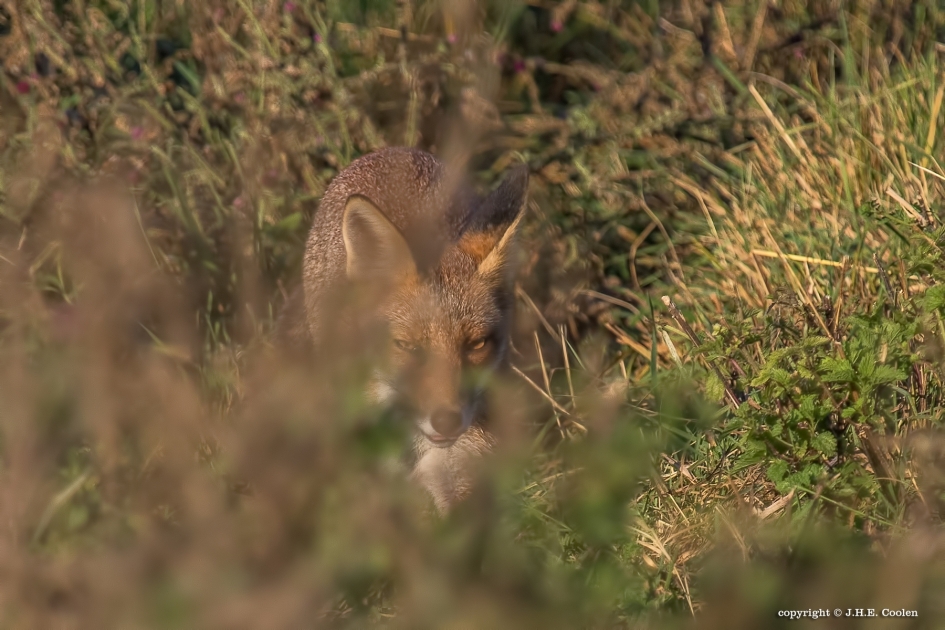 Sluipen - Zoogdieren - Vos