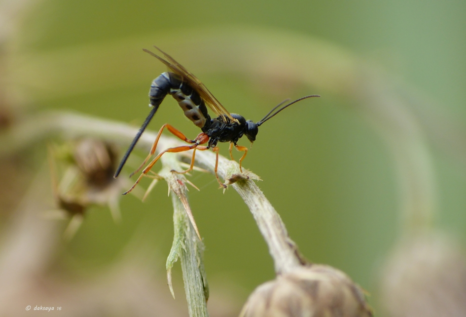 Sluipwesp - Geleedpotigen - Sluipwesp