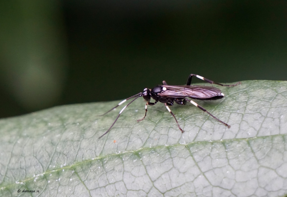 Sluipwesp - Geleedpotigen - 