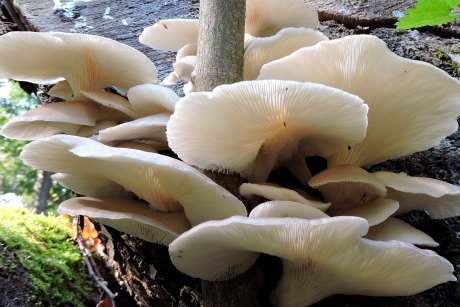 Smakelijke paddenstoelen