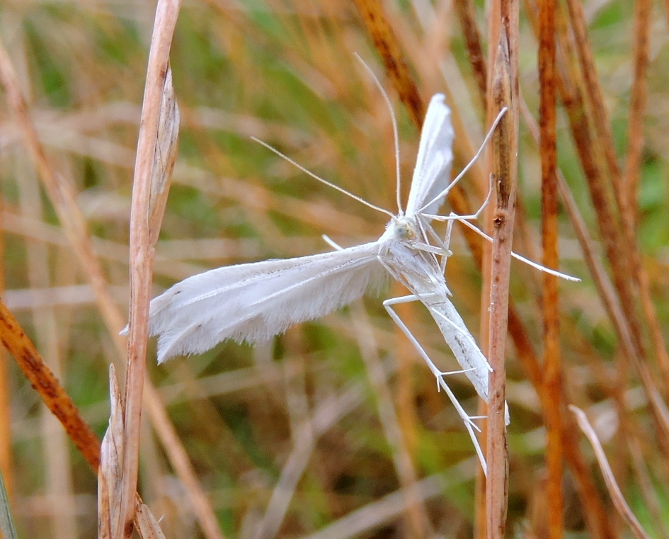 Sneeuwwitje - Geleedpotigen - Sneeuwwitte vedermot