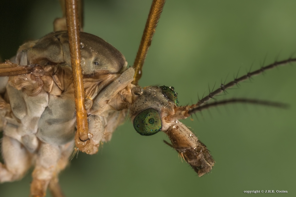 Snuitje - Geleedpotigen - Langpootmug