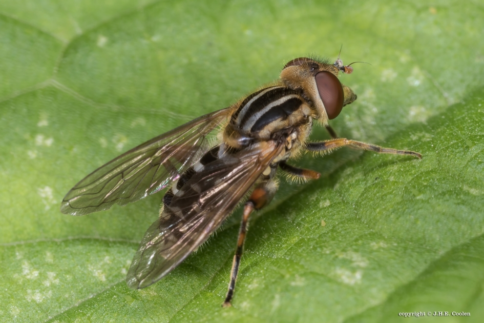 Snuitwaterzweefvlieg - Geleedpotigen - Snuitwaterzweefvlieg