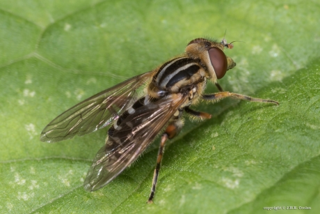 Snuitwaterzweefvlieg