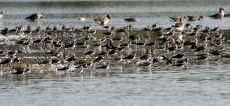 Spetterende kieviten