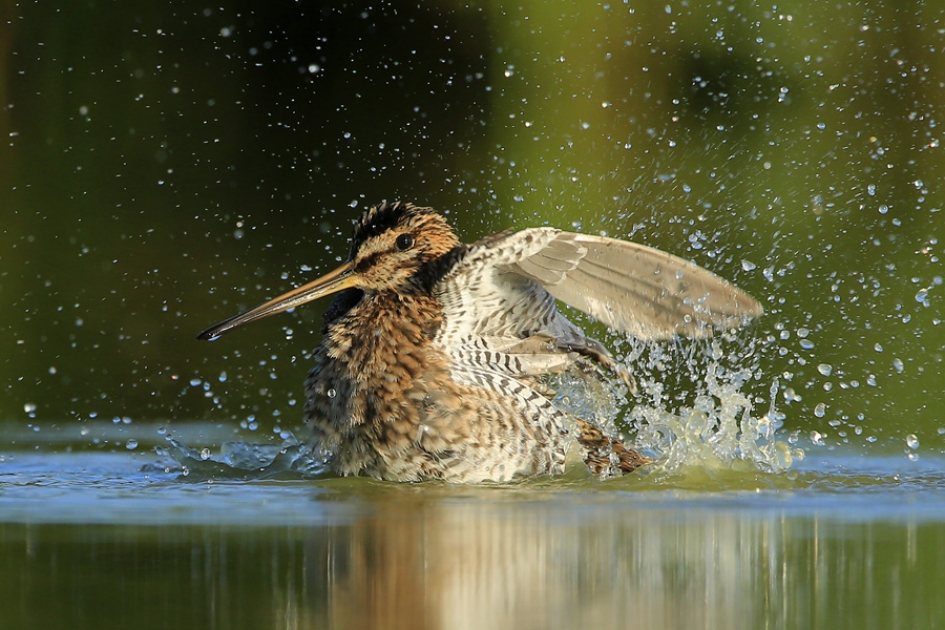 Spetters - Vogels - Watersnip