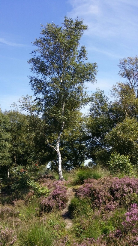 Spierwitte berk aan kronkelpaadje tussen bloeiende heide
