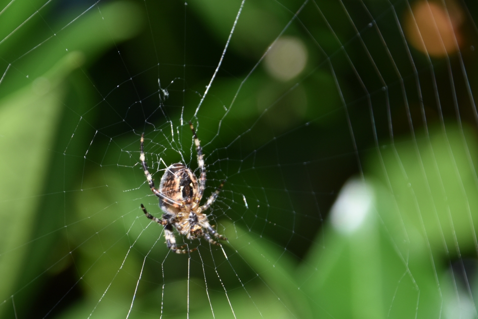 Spinnentijd - Geleedpotigen - 