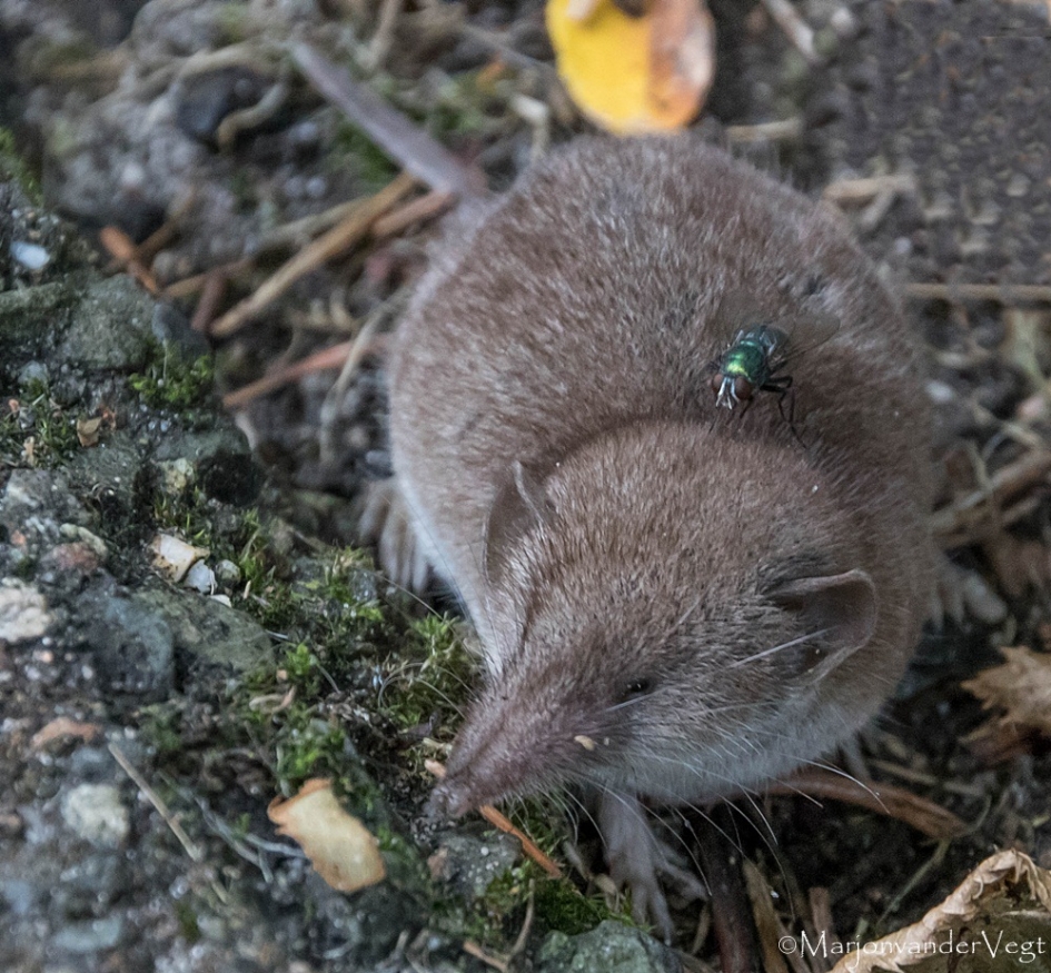 Spitsmuis - Zoogdieren - Spitsmuis