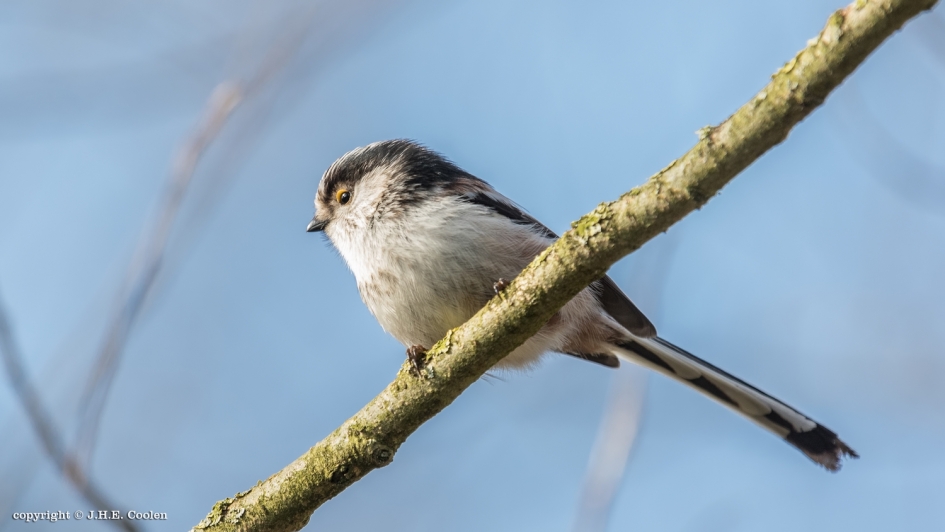 Staartmees - Vogels - Staartmees