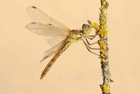 steenrode heidelibel -v-