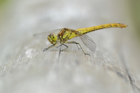 steenrode heidelibel -v-