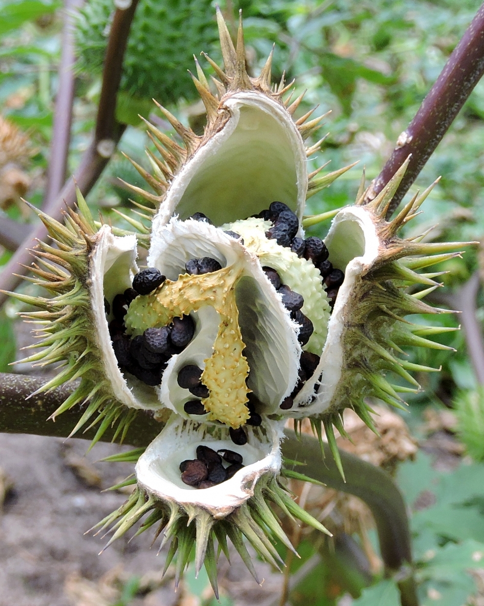 Stekelig - Planten - Doornappel