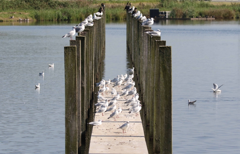 Strak plekje - Vogels - 
