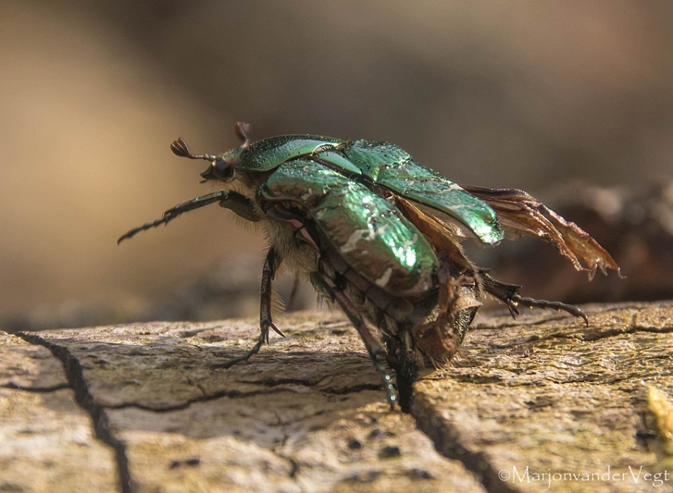 Superman ! - Geleedpotigen - kever