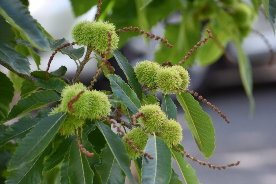 Tamme kastanjes - Planten - 