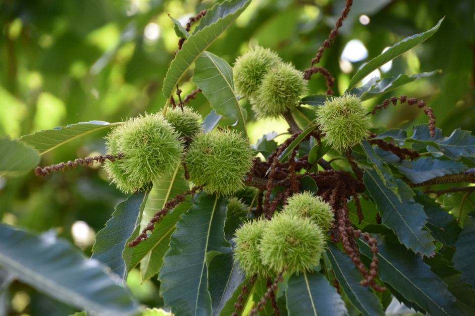 Tamme kastanjes - Planten - 