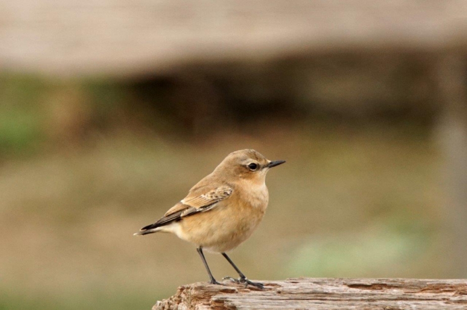 Tapuit - Vogels - Tapuit